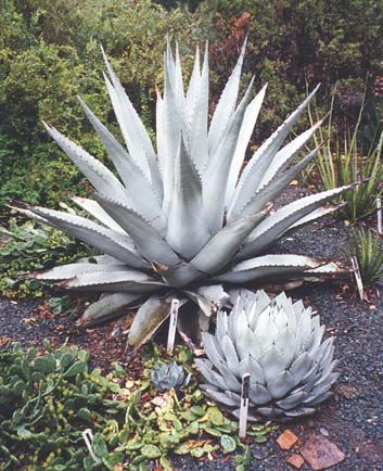 Agave havardiana och A. parryi v. huachusensis i JC Raulston Arboretum, Raleigh, NC (naturligtvis kan de inte bli så stora i Skandinavien).