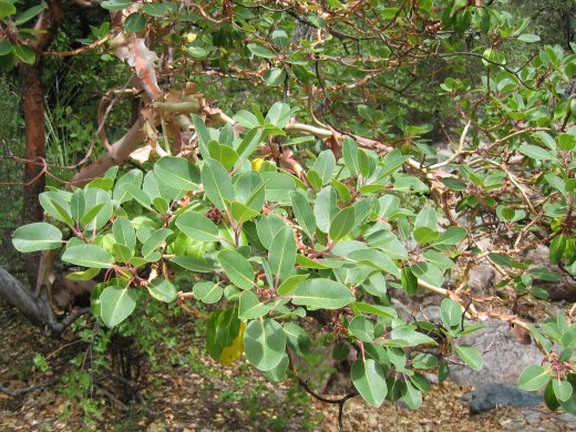 Bladverk hos Arbutus xalapensis i Chisos Mountains, Texas 2007.