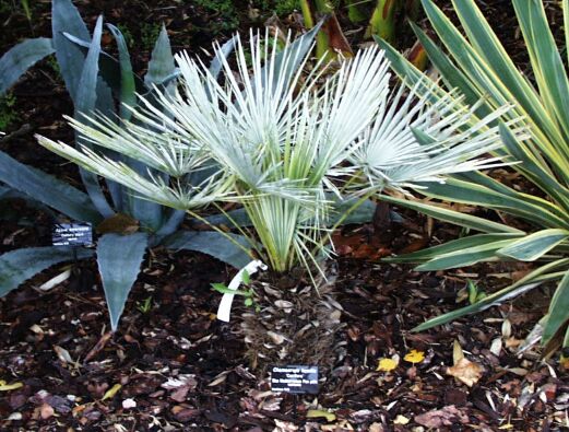 Chamaerops humilis v. cerifera vid The Palm Centre utanför London oktober 2000.