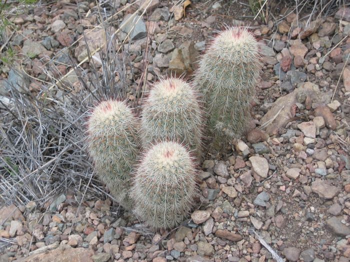 Echinocereus sp. (troligen E. dasyacanthus) i Big Bend National Park, Texas, 2007.