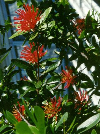 Embothrium coccineum i Botanisk Have, Köpenhamn.