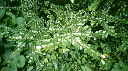 Nothofagus betuloides, närbild på lövverk.