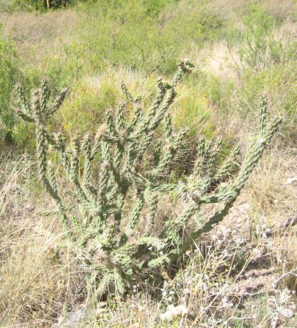 Opuntia imbricata i Chisos Basin, Big Bend National Park, Texas, 2007.