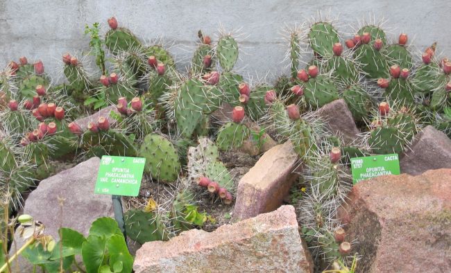 Opuntia phaeacantha var. camanchica (fikonkaktus), Botanisk Have, Köpenhamn 2005.