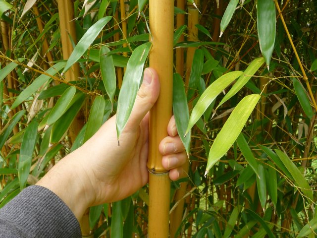Phyllostachys aureosulcata f. aureocaulis Phyllostachys aureosulcata f. aureocaulis, Alnarpsparken, Alnarp (norr om Malmö) 2011.