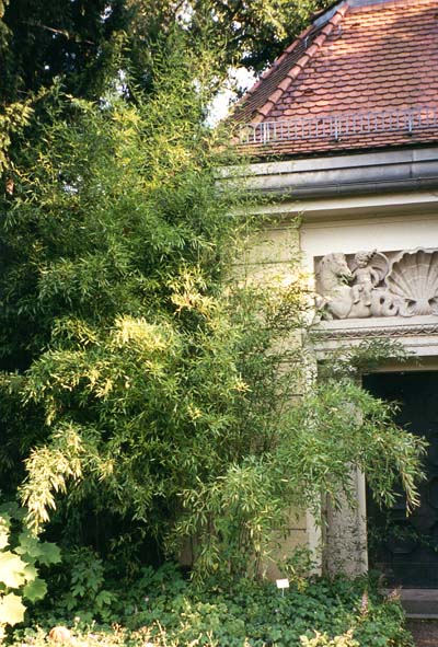 Phyllostachys sp., Botaniska trädgården i M�nchen 1999.