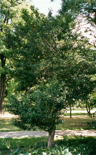 Prunus lusitanica i Landbohøjskolens Have, Frederiksberg 1999.