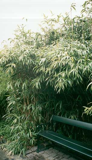 Pseudosasa japonica, Landbohøjskolens Have i Frederiksberg, mars 1999.