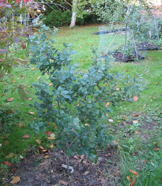 Quercus suber (korkek) på friland i Ängelholm 2003, planterad 1999.