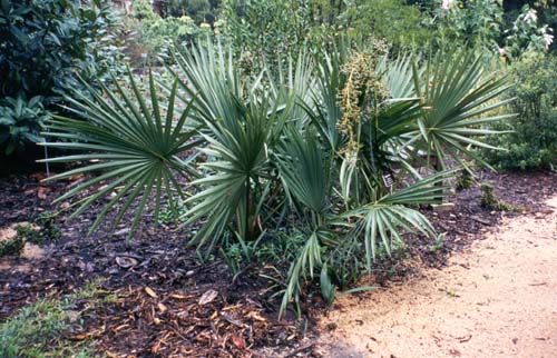 Sabal minor in the Botanic Garden in Chapel Hill, NC 1999.