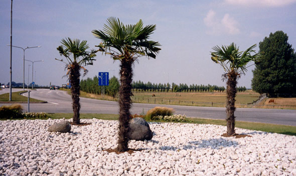 Trachycarpus fortunei i Höllviken 2002. De här palmerna överlevde inte vintern 2003.