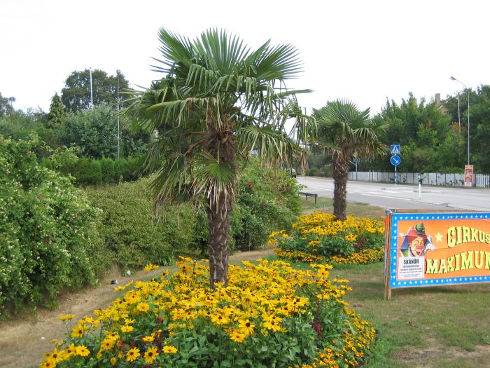 Trachycarpus fortunei in Skanör 2006, probably planted in 1999.