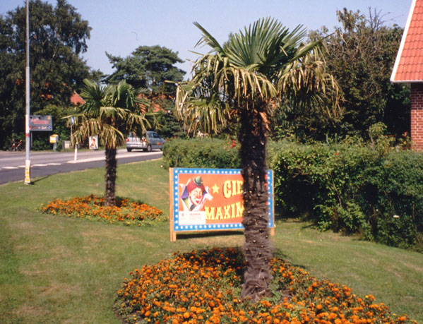 Trachycarpus fortunei i Skanör 2002, troligen planterade 1999.