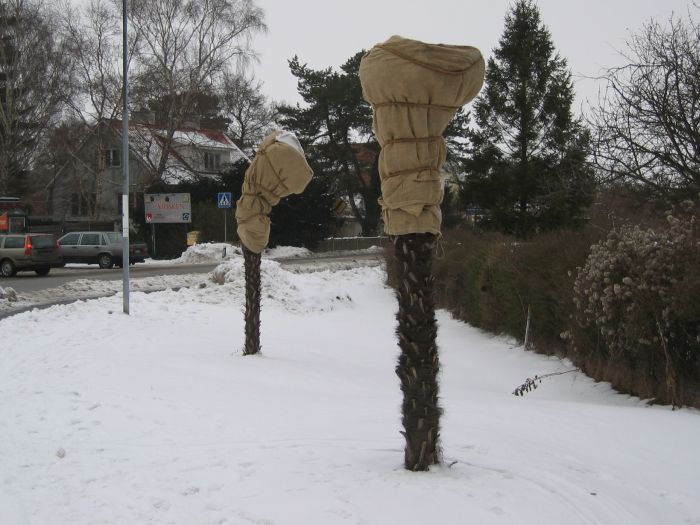Trachycarpus fortunei i Skanör, januari 2006, troligen planterade 1999.