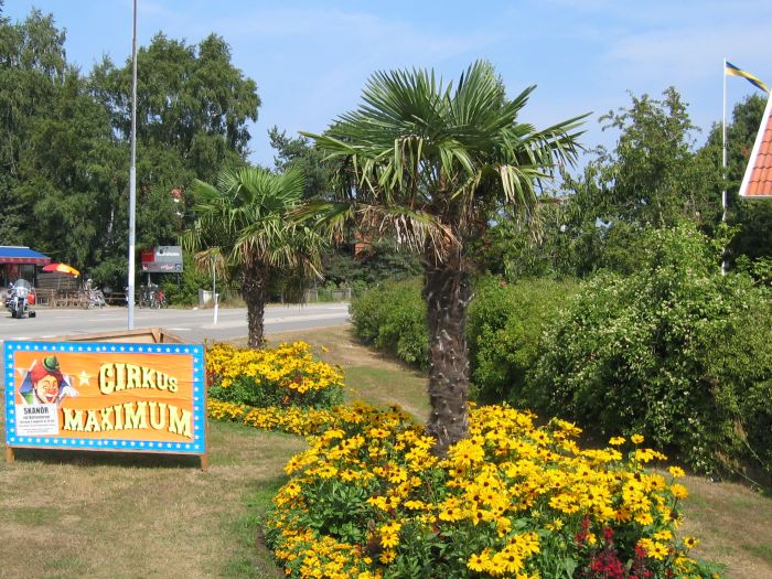 Trachycarpus fortunei i Skanör 2006, troligen planterade 1999.