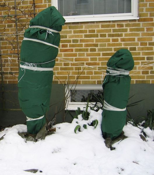 Trachycarpus fortunei and T. wagnerianus with winter protection, winter 2005.