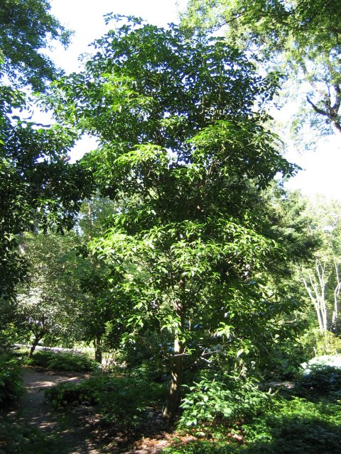 Trochodendron aralioides i Göteborgs botaniska trädgård 2008.