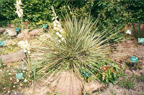 Blommande Yucca glauca, Botanisk Have i Köpenhamn 1999.