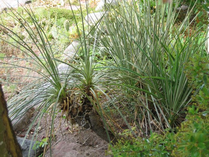 Yucca glauca med krypande och grenad stam, Botaniska trädgården i Uppsala 2004.