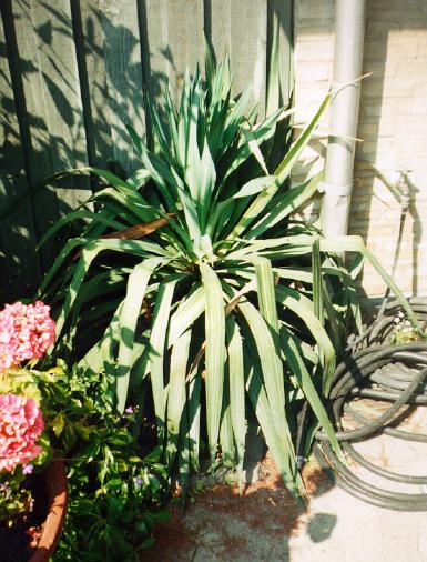 Yucca recurvifolia, Botanisk Have i Köpenhamn.