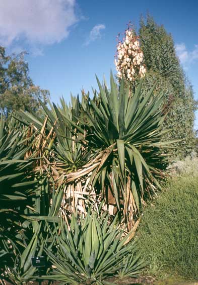 Yucca gloriosa, Kew Gardens, London.