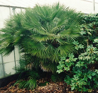 Chamaerops humilis in Kew Gardens, London, October 1997.