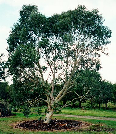 Eucalyptus niphophila i Wisley Gardens, oktober 1997.
