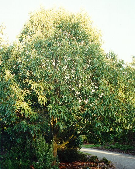 Lithocarpus henryi, Hillier Arboretum 1997.