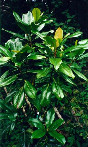 Magnolia grandiflora 'Edith Bogue'