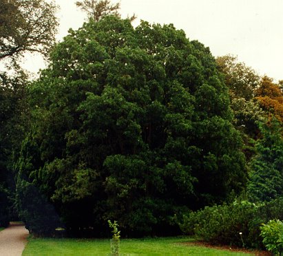 Quercus x turneri (Turners ek), Alnarp 1997.