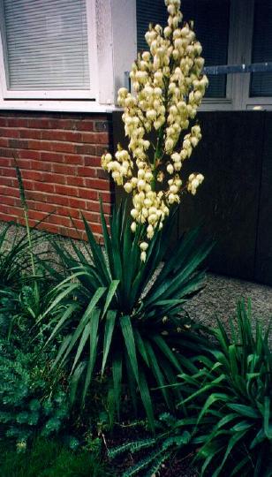 Blommande Yucca � floribunda, Göteborg 1998.